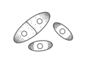 Schizosaccharomyces pombe